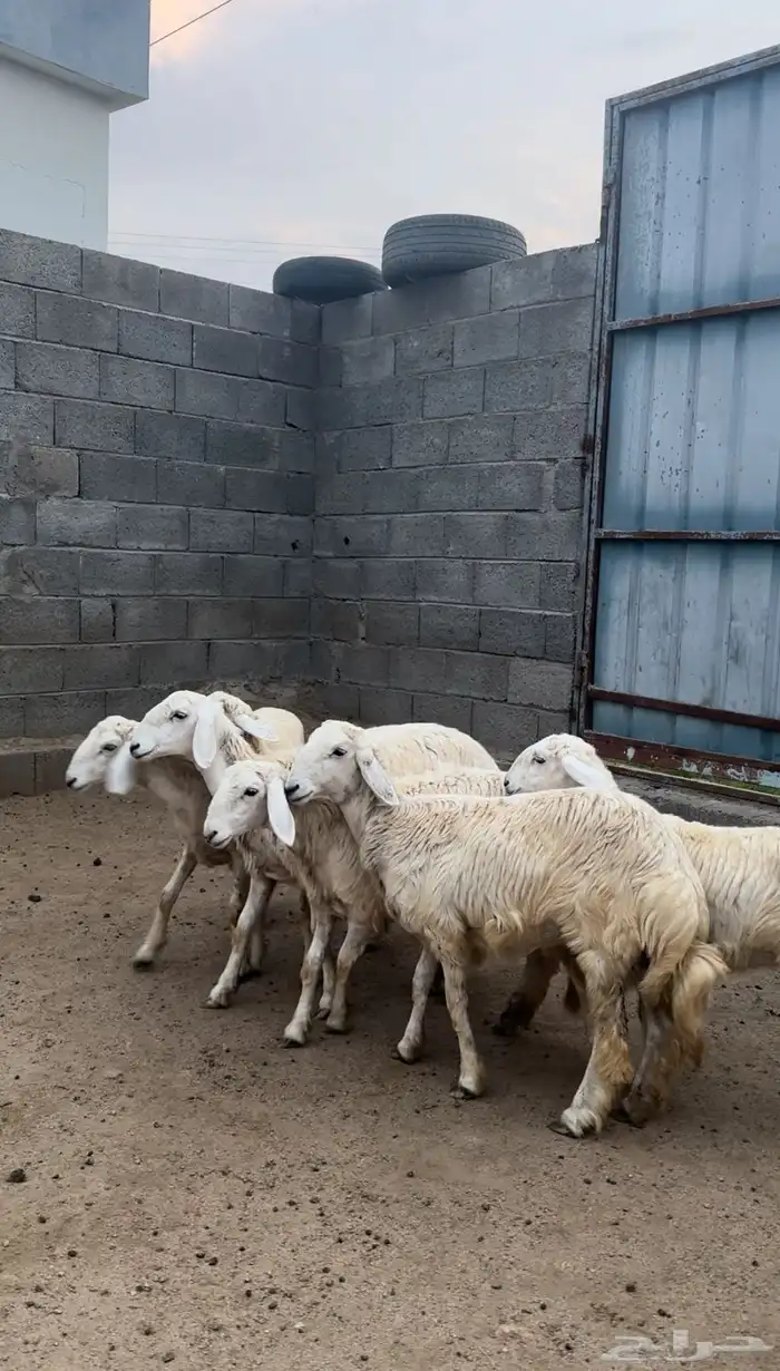 رخال تأسيس مراح ( تم البيع ) 2