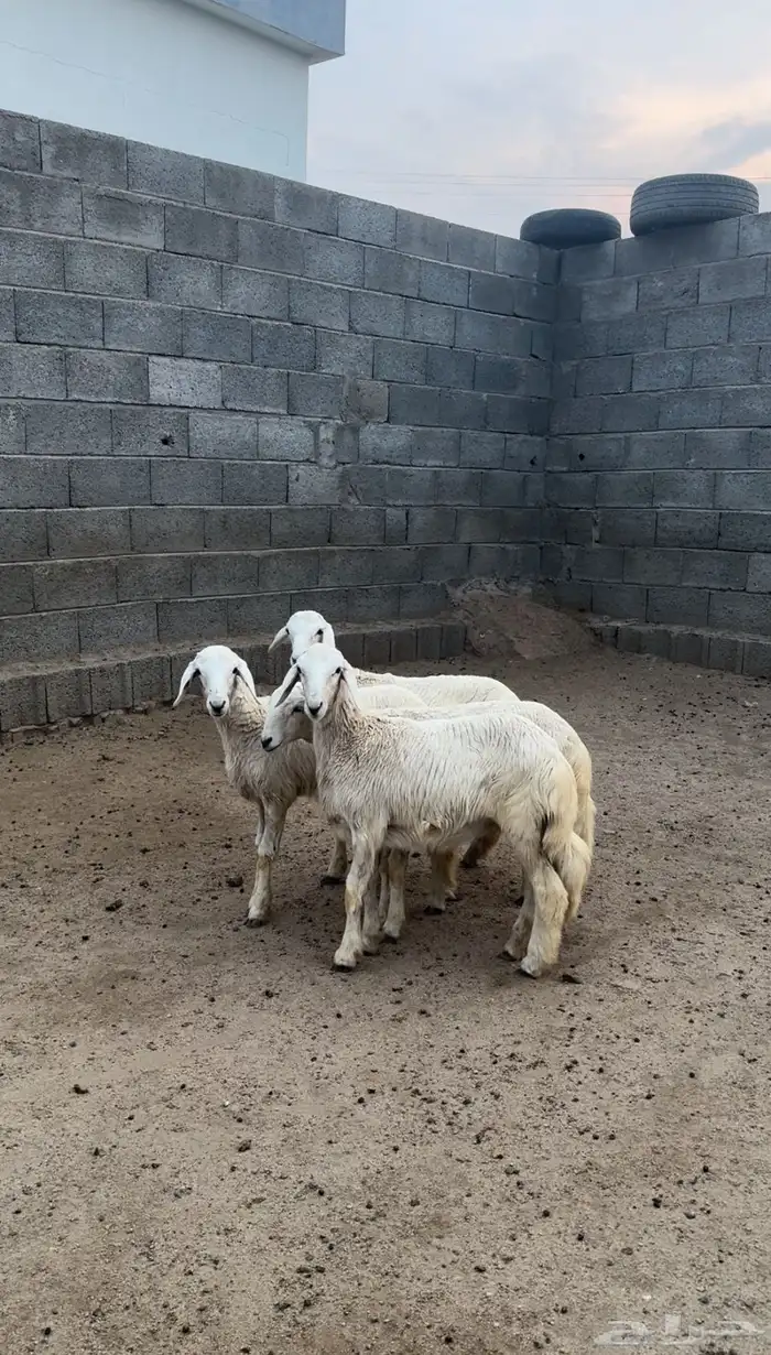 رخال تأسيس مراح ( تم البيع ) 5