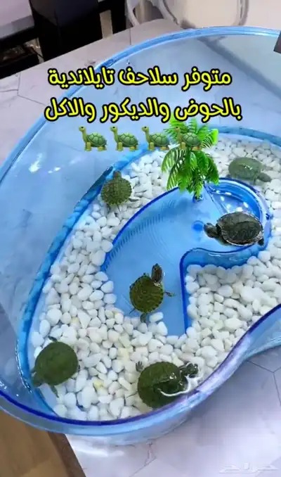توفرت سلاحف برمائية صغيره 0