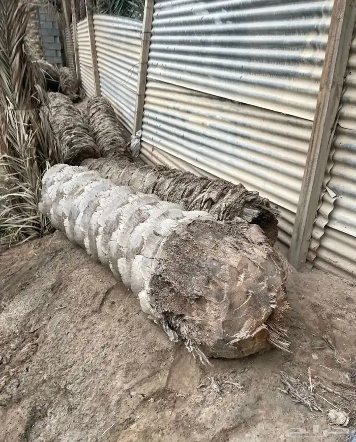 للبيع جذوع 1