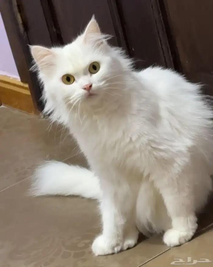 قطط الاحساء 1
