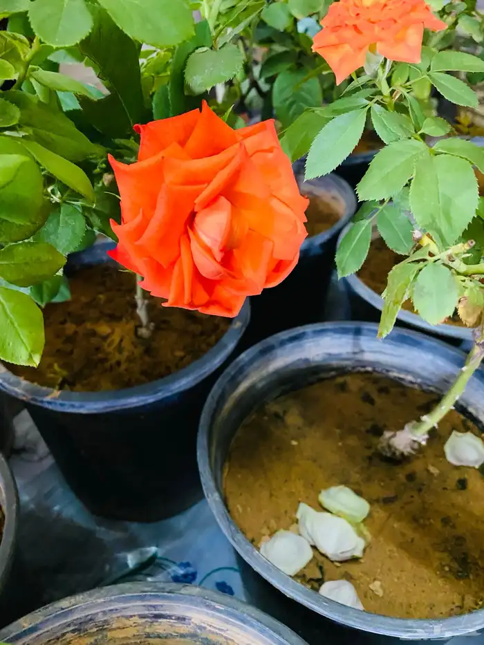 شتلات ورد جوري 5