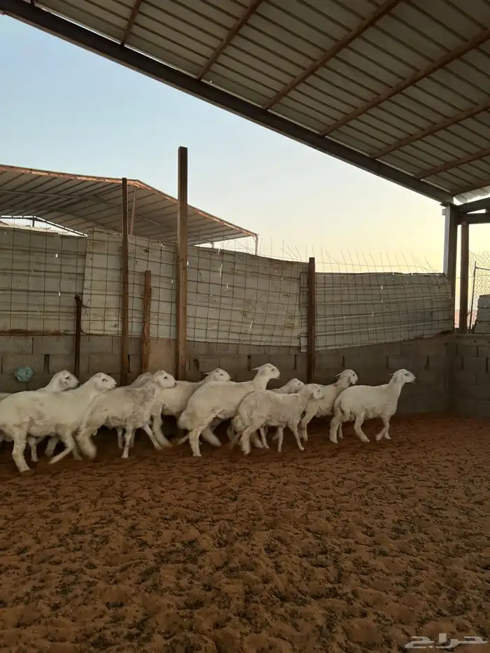 خرفان حريات 2