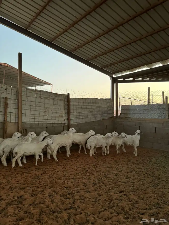 خرفان حريات 0