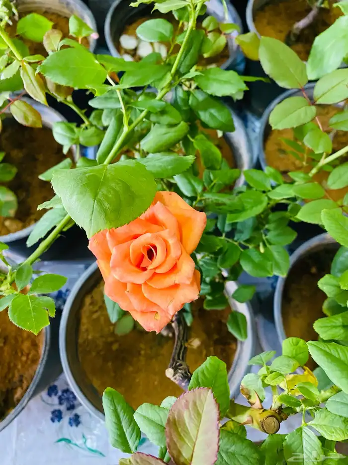 شتلات ورد جوري 3