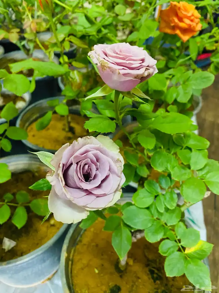 شتلات ورد جوري 4