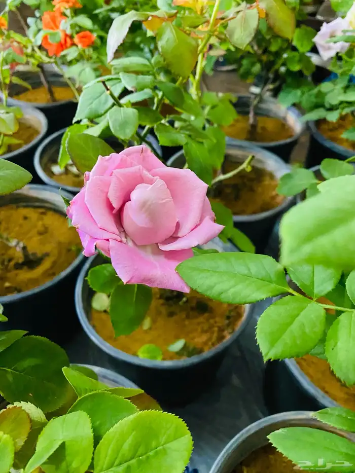 شتلات ورد جوري 6