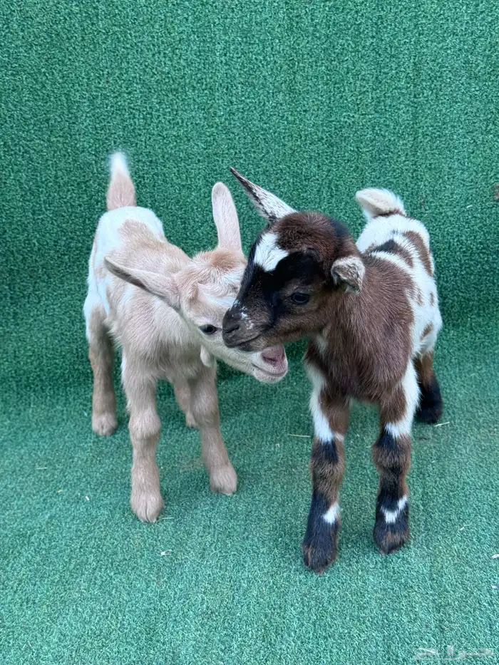 ماعز قزم جوز امريكي تشيكي 0