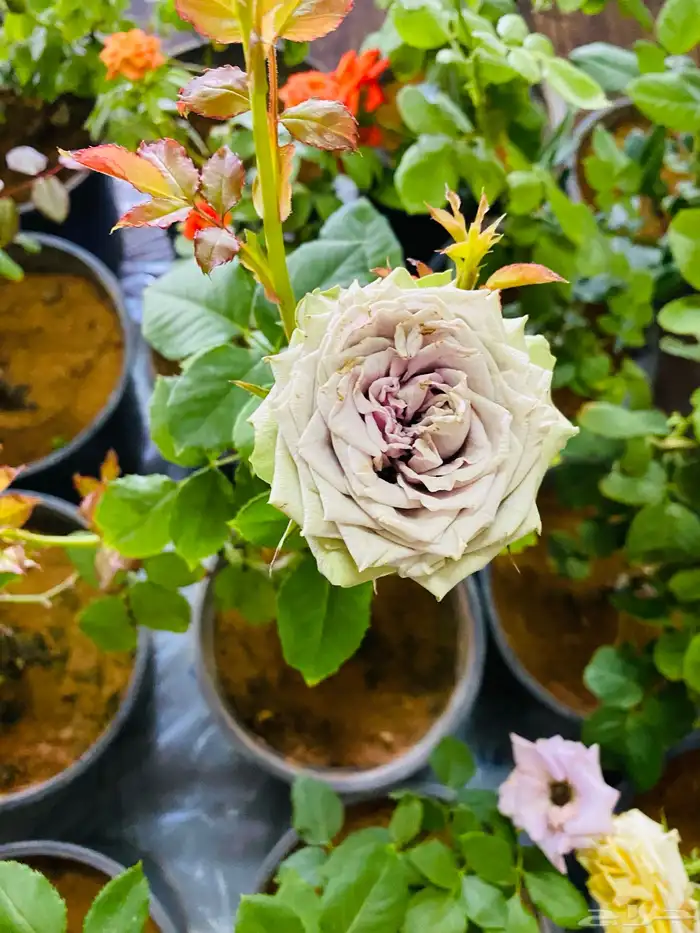 شتلات ورد جوري 1