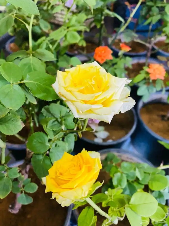 شتلات ورد جوري 0