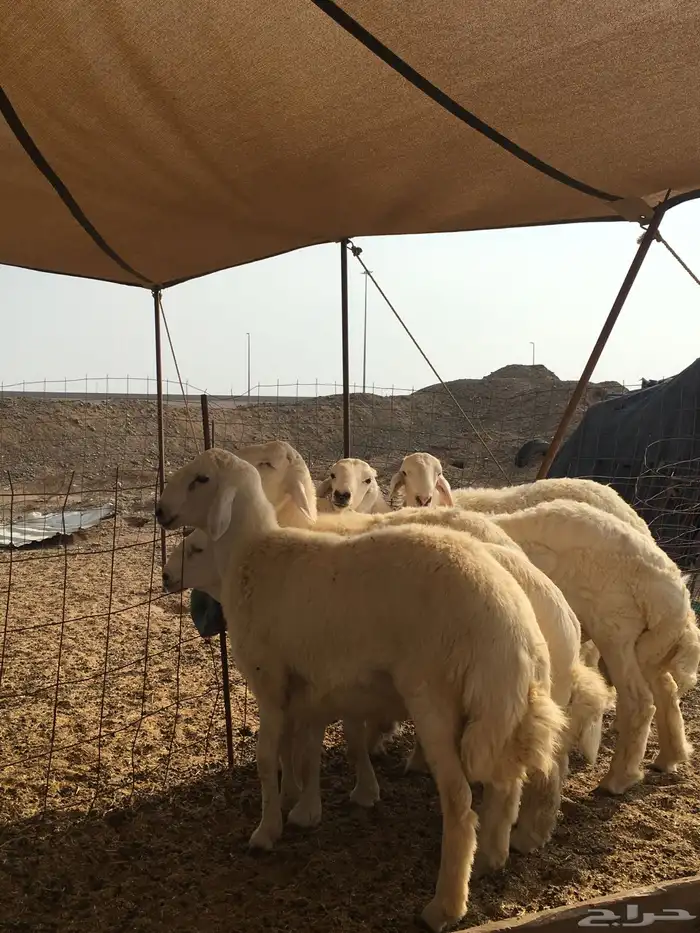 ذبايح حريه فاخره فل شحم 1