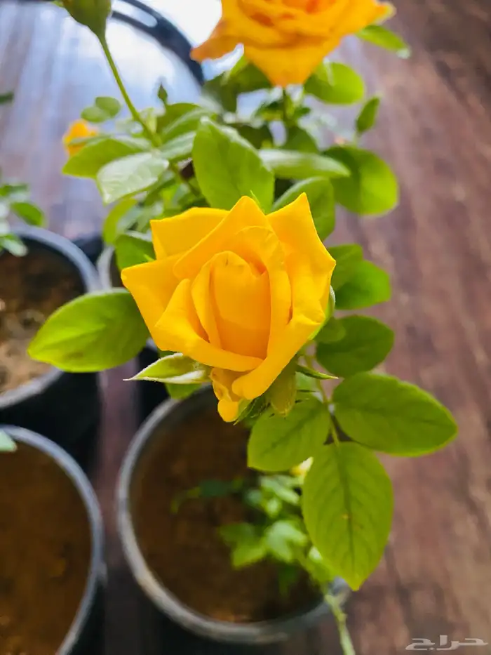 شتلات ورد جوري 2