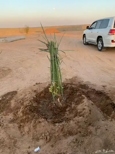 خلاص صقعي شيشي سكري 1