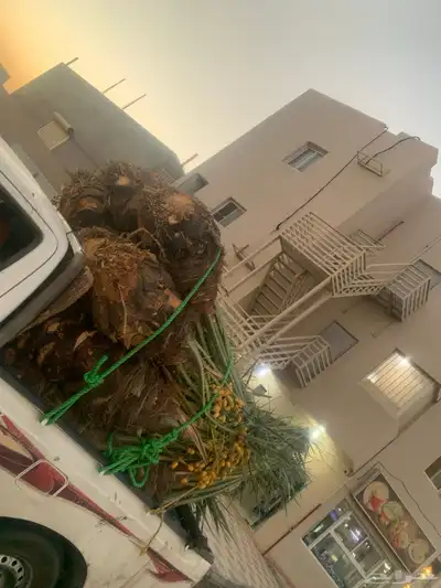 خلاص صقعي شيشي سكري 5