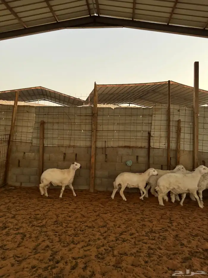 خرفان حريات 1