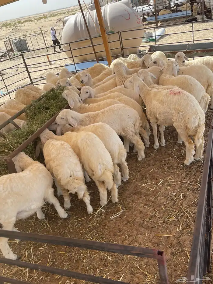 ذبايح حري تيوس 0