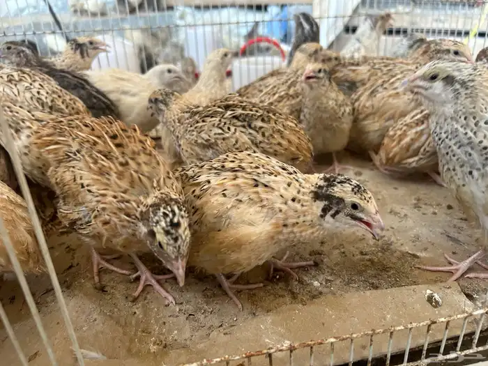 سمان فري ماشالله اسمان صحه ونظافه الموقع الأحساء القرين 0