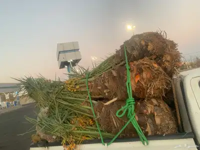 خلاص صقعي شيشي سكري 3