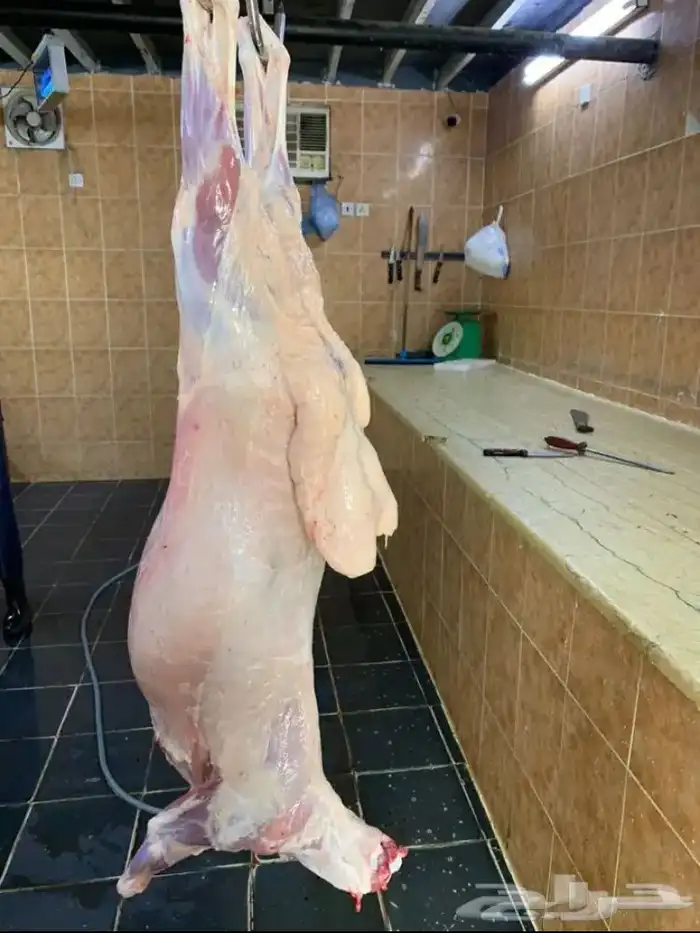 ذبايح حريه فاخره فل شحم 6
