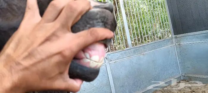مهر ادهم جميل ومميز تم البيع 7