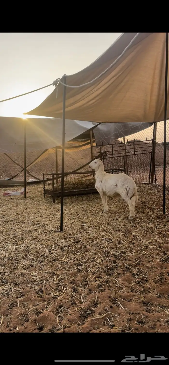 حري لللبيع مع الصلخ والتوصيل 4