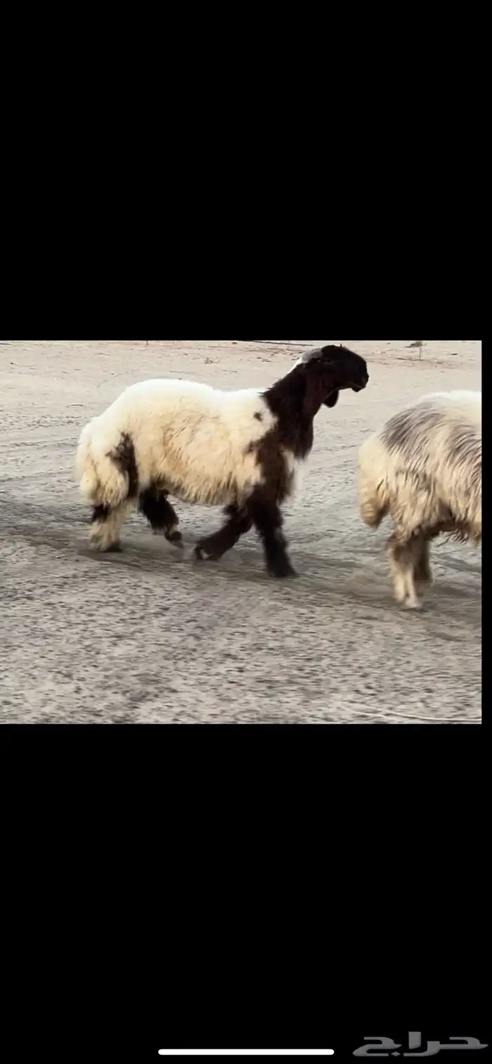 مشروع فحل فاخر 0