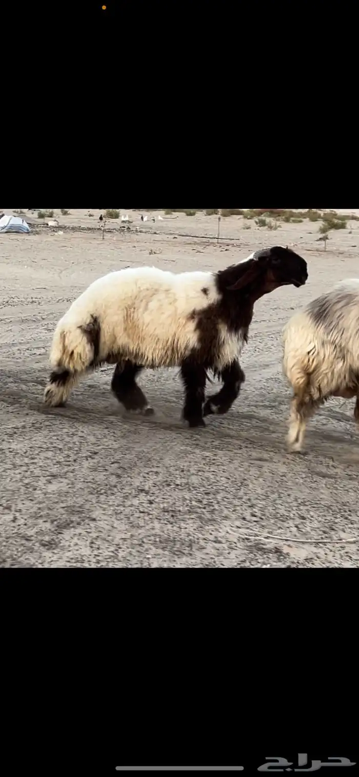 مشروع فحل فاخر 1