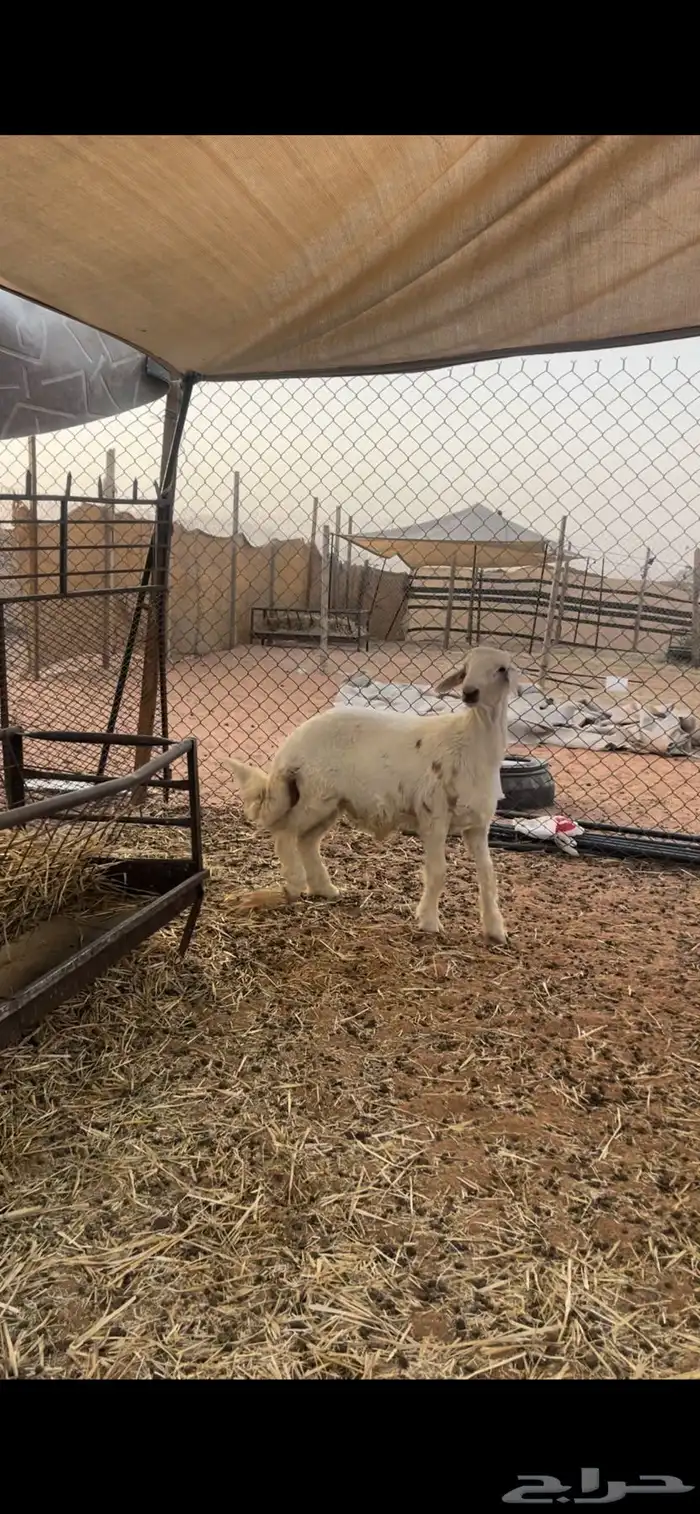 حري لللبيع مع الصلخ والتوصيل 3