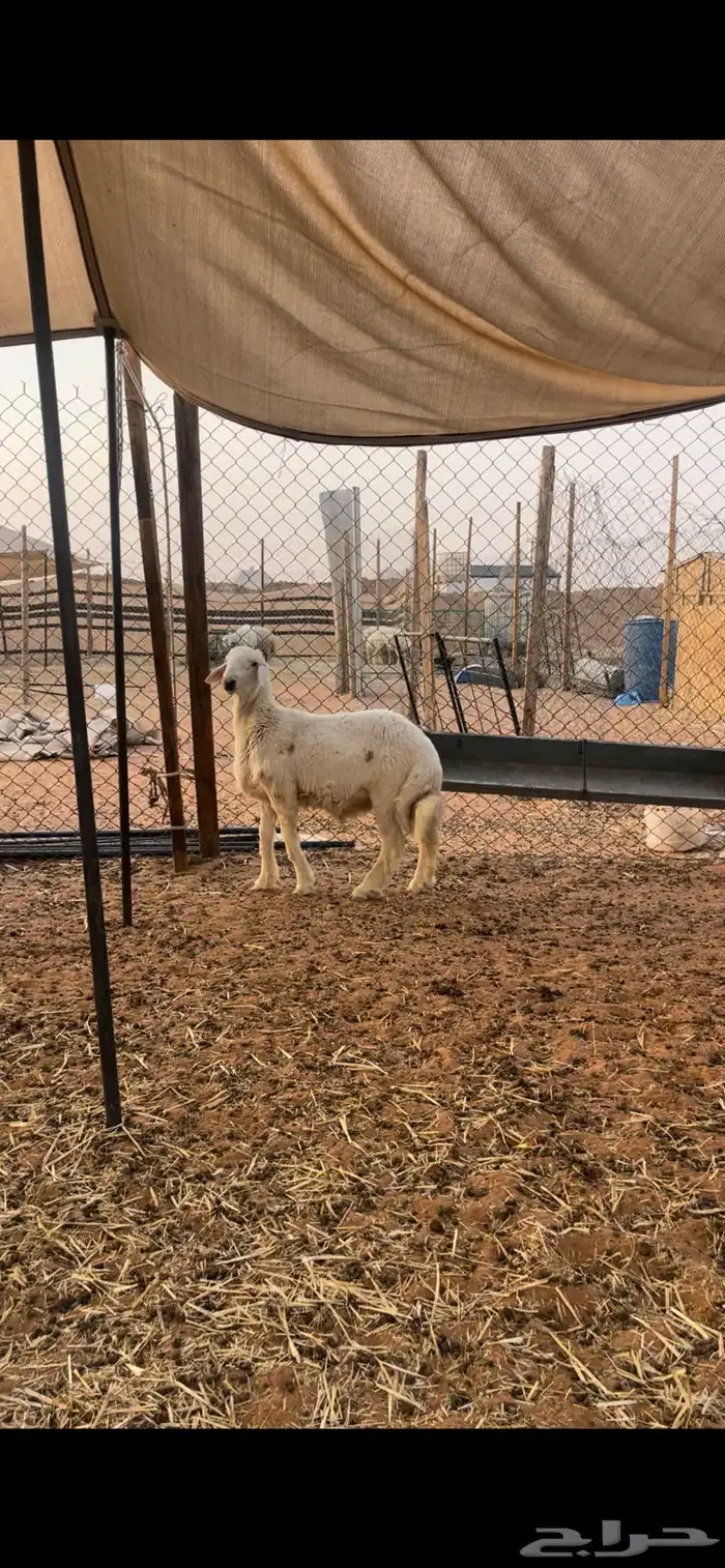 حري لللبيع مع الصلخ والتوصيل 2