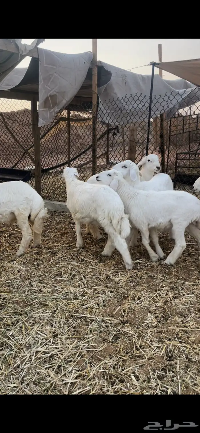 حري لللبيع مع الصلخ والتوصيل 0