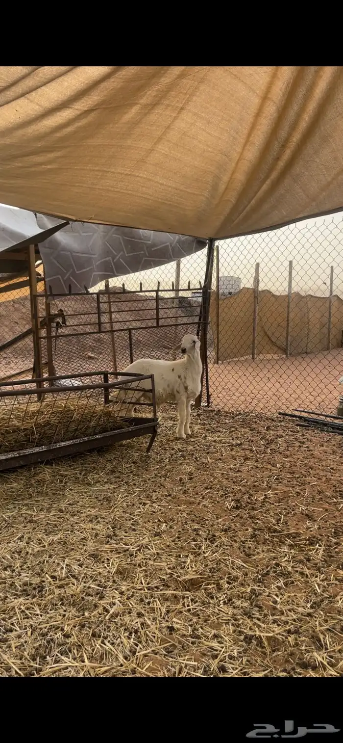 حري لللبيع مع الصلخ والتوصيل 6