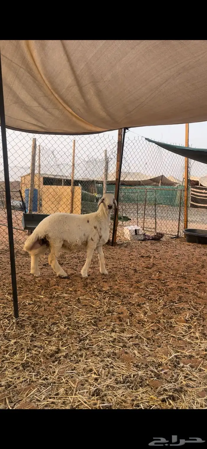 حري لللبيع مع الصلخ والتوصيل 1