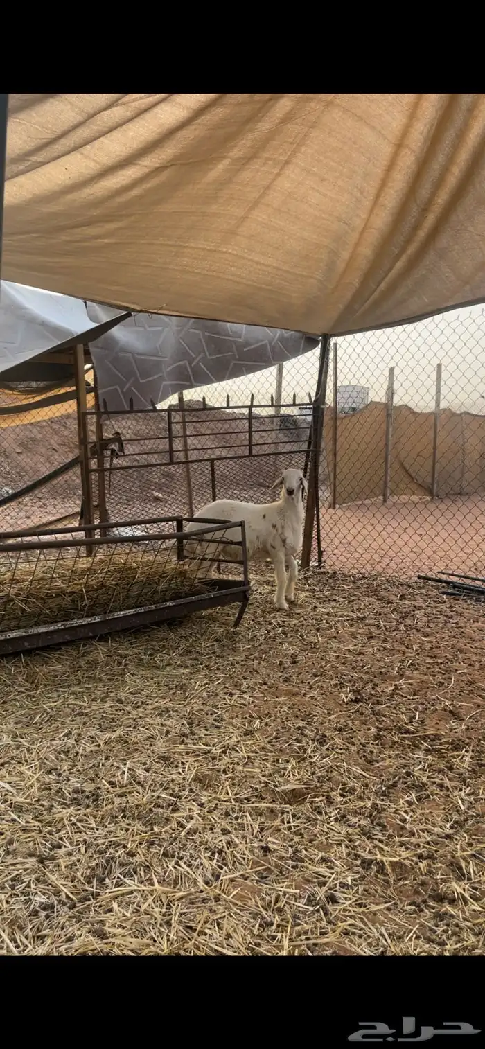 حري لللبيع مع الصلخ والتوصيل 5