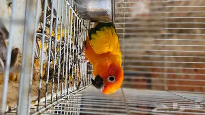 صن كنيور للبيع 0