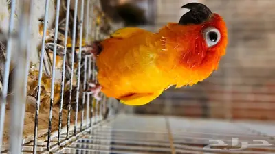 صن كنيور للبيع 1