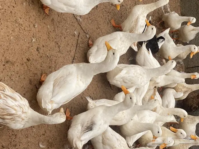 ازواج حمام زينة منوع بط بكيني ابيض 8