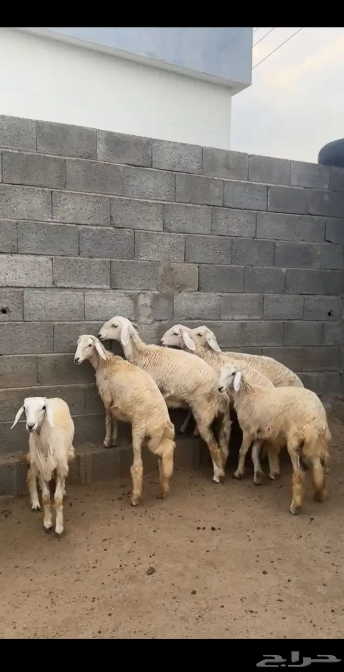 رخال تأسيس مراح ( تم البيع ) 1