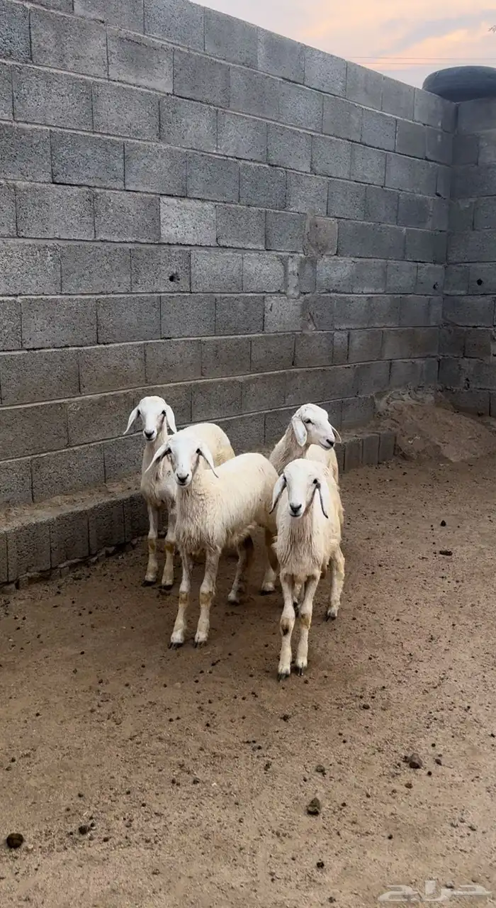 رخال تأسيس مراح ( تم البيع ) 7