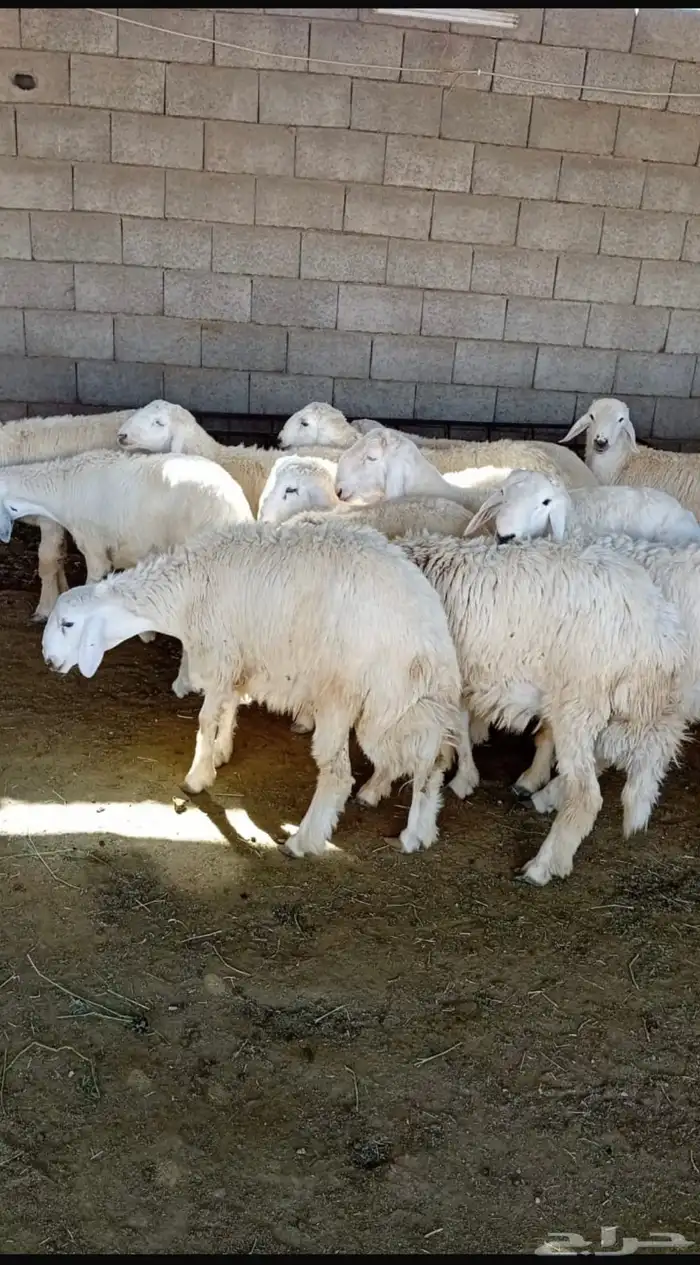 طليان حريات وسواكن ذبائح للثلاجة والمناسبات كاش واقساط 1