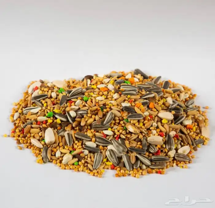 متجر Modi Birds 3