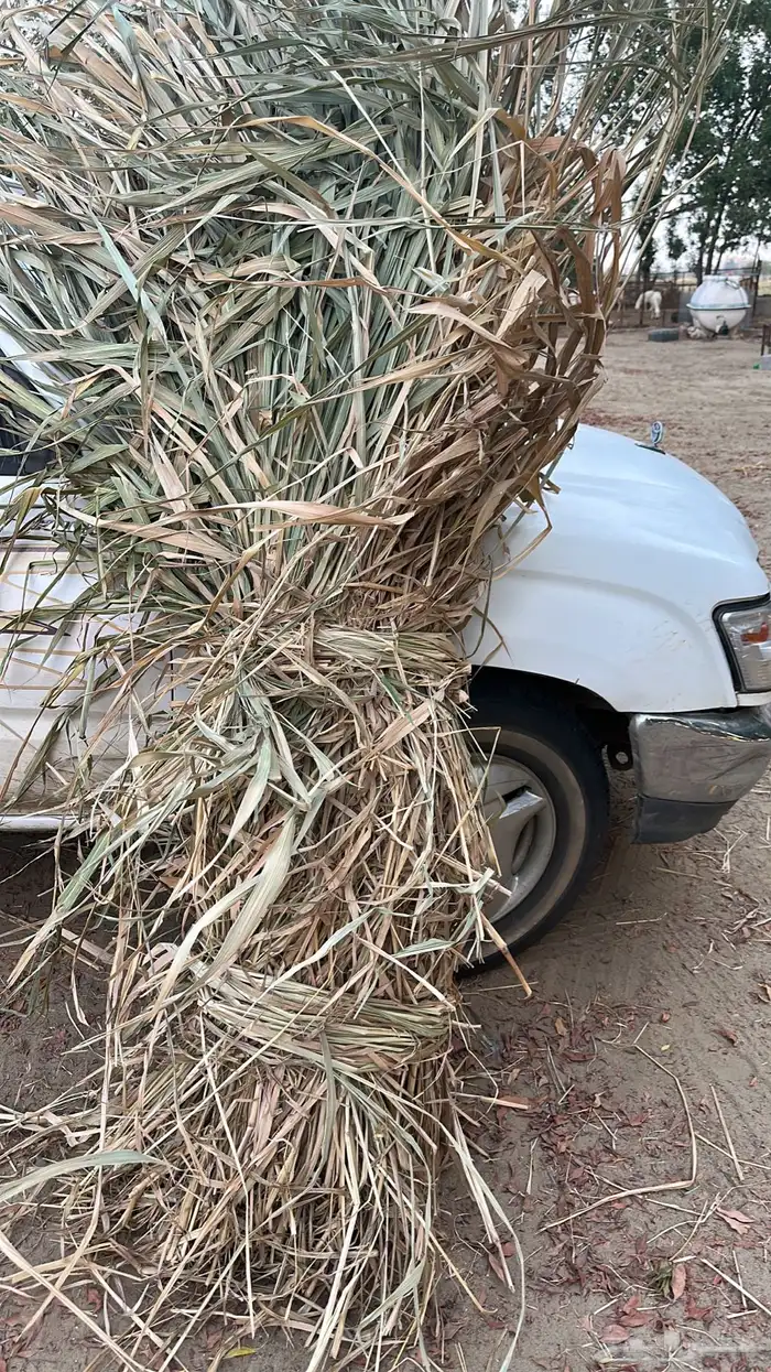 بنكام ناشف حزم وفن 0