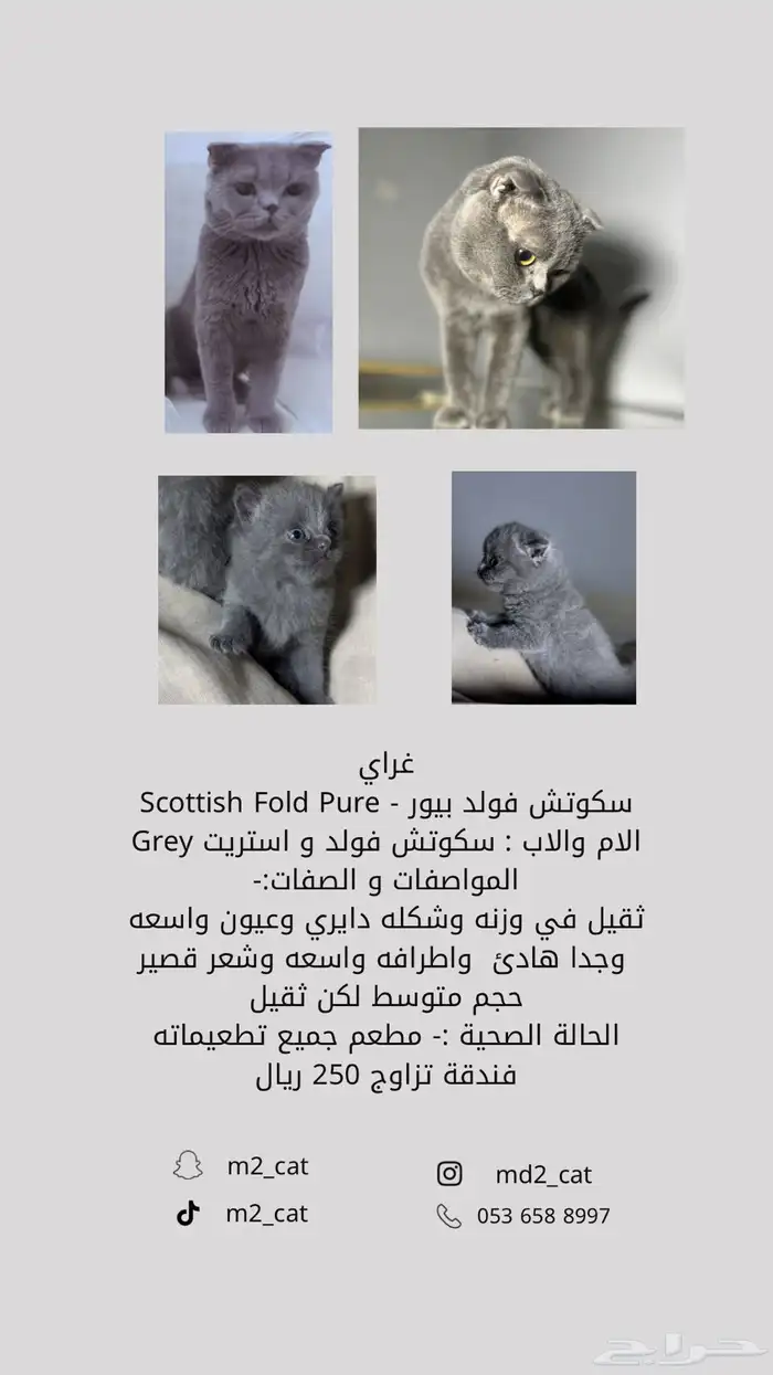 اسكوتش فولد و استريت للتزاوج 1