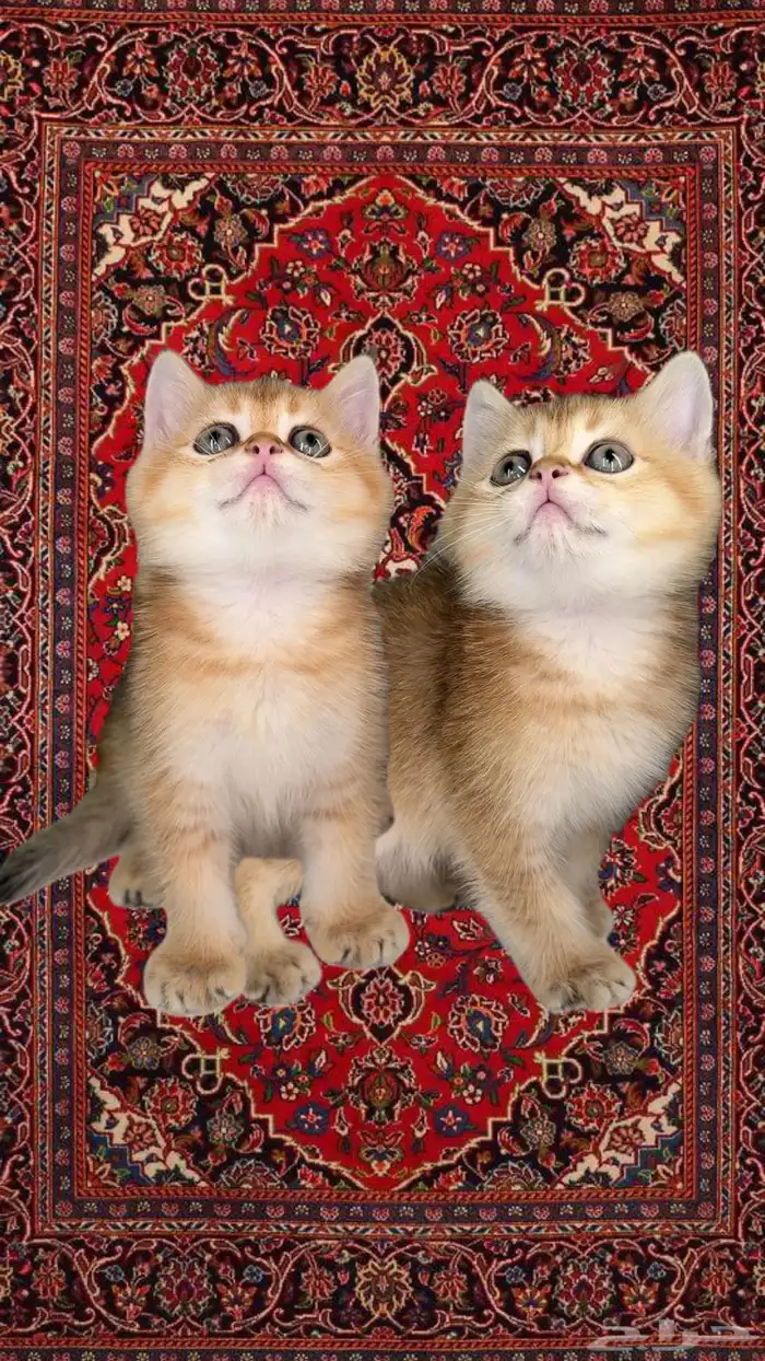 قطط سكوتش ستريت فولد برتش قط بريطاني شيرازي هملايا للبيع ذكر 0