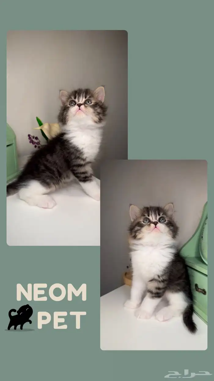 قطط سكوتش ستريت فولد برتش قط بريطاني شيرازي هملايا للبيع ذكر 4