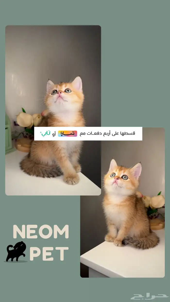 قطط سكوتش ستريت فولد برتش قط بريطاني شيرازي هملايا للبيع ذكر 1