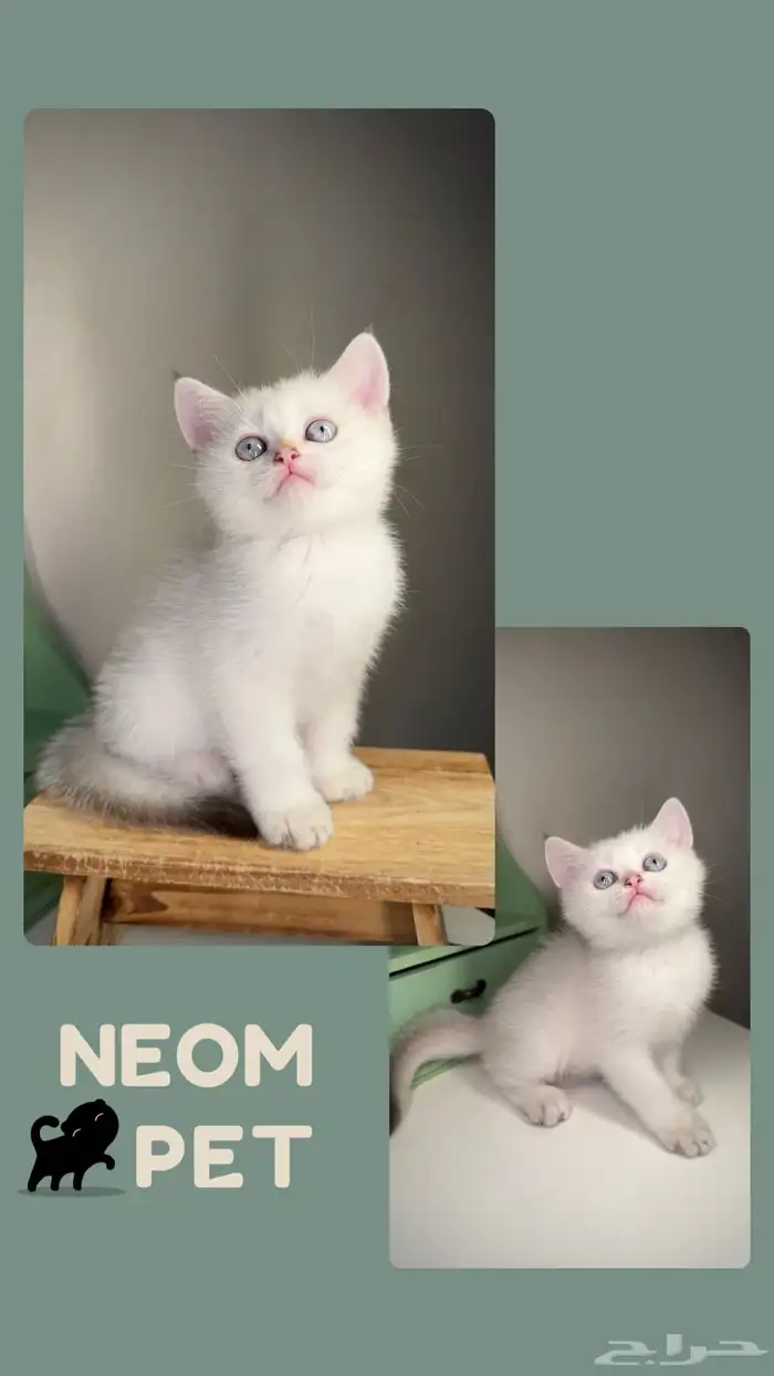 قطط سكوتش ستريت فولد برتش قط بريطاني شيرازي هملايا للبيع ذكر 5