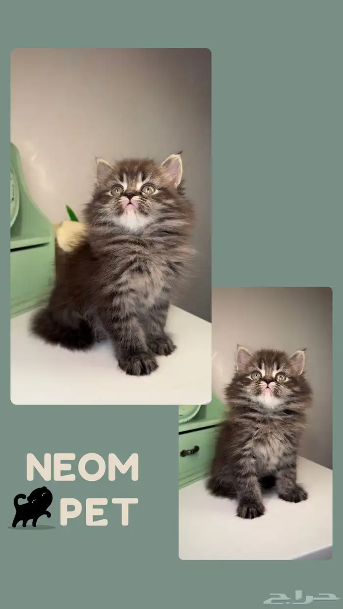 قطط سكوتش ستريت فولد برتش قط بريطاني شيرازي هملايا للبيع ذكر 3