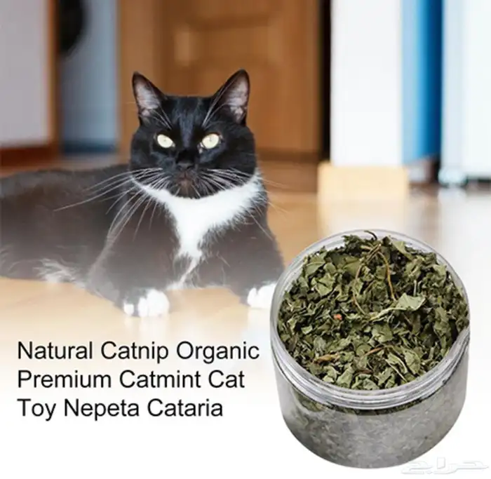 متجر Modi Birds 2