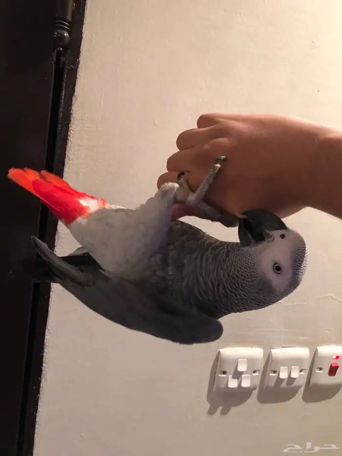 كاسكو اليف و مليان كلام تم البيع الله يبارك لي راعيه 4