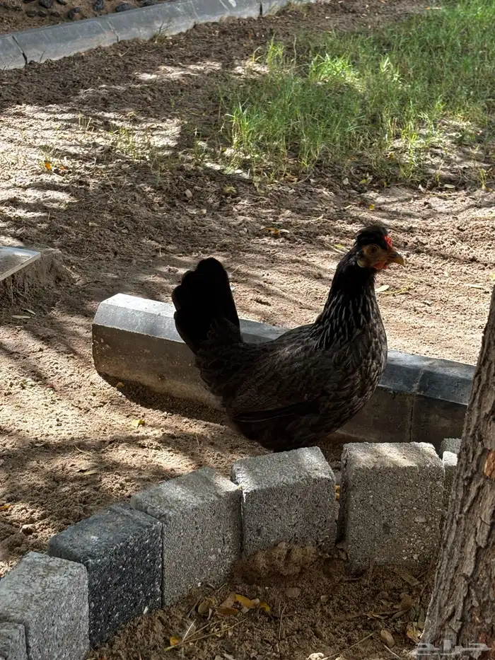 دجاج عربي للبيع 1